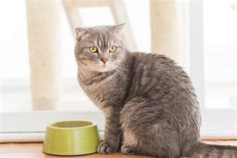 Vermifuges pour chat : quels effets secondaires surveiller 